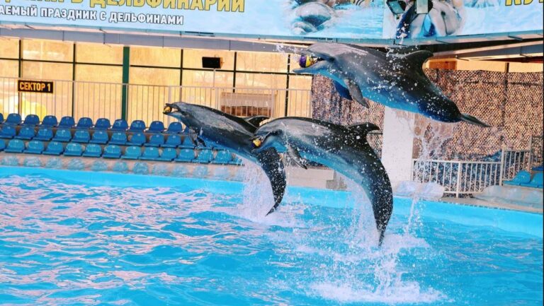 Almaty Dolphinarium