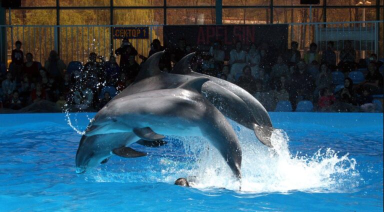 Dolphinarium Nemo in Almaty