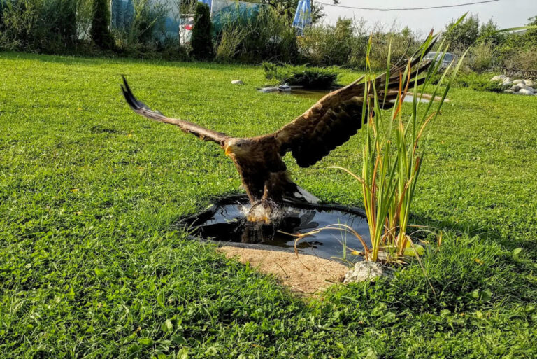 Sunkar Raptor Falcon Sanctuary Eagles