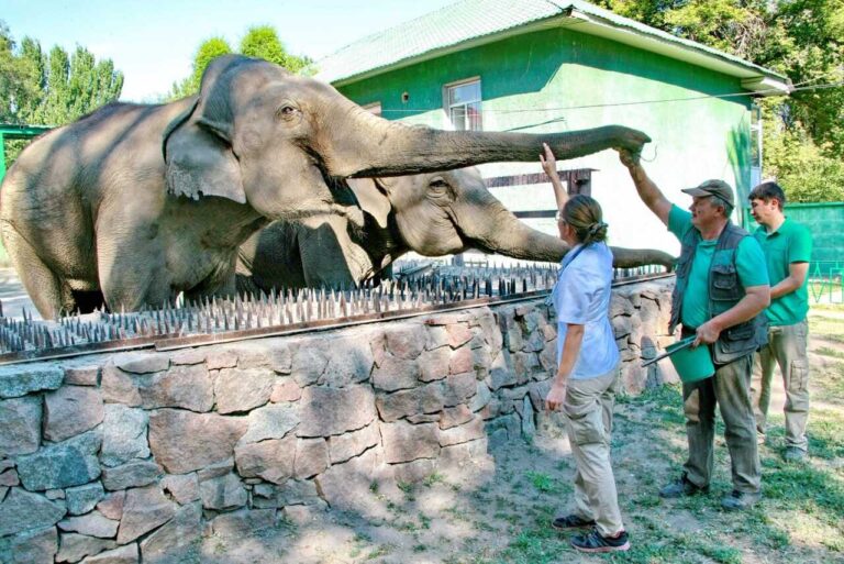 Elephants at Almaty Zoo