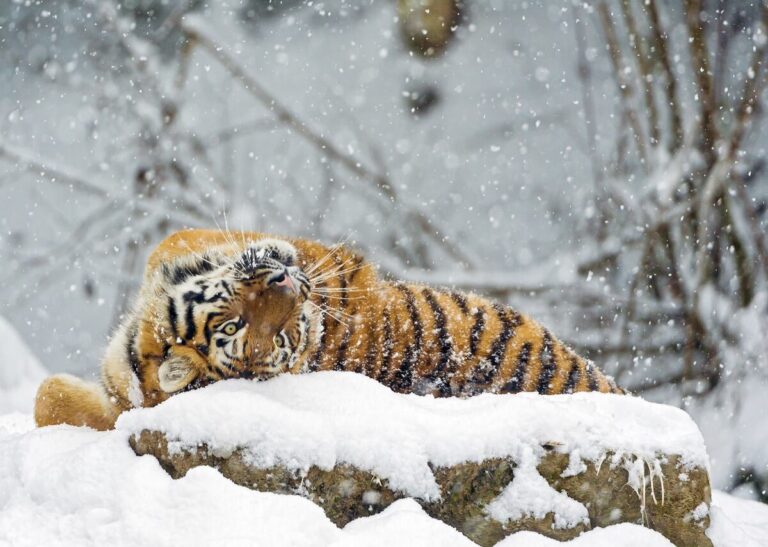 Tiger at Almaty Zoo