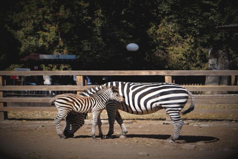 Zeebra at Almaty Zoo
