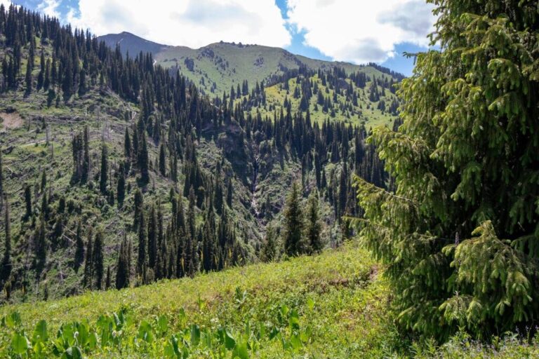 Kok-Zhailau trekking Almaty